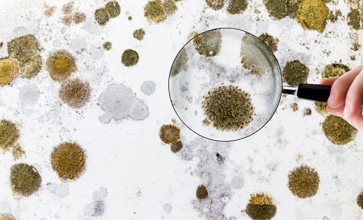 本当に効くの?カビトルデスPROを実際に試してみた結果とは